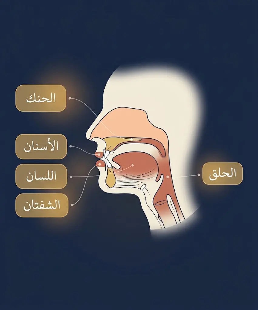 مخطط أكاديمي يوضح مخارج الحروف العربية من الحلق إلى الشفتين وفق التراث اللغوي لابن جني
